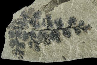 Pennsylvanian Fossil Fern And Horsetail - Kentucky #112642