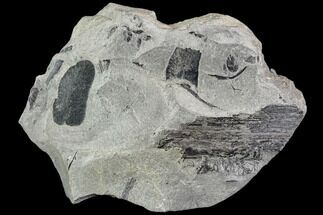 Pennsylvanian Fossil Plant Plate - Kentucky #112650