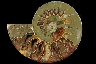 Agatized Ammonite Fossil (Half) - Pyrite Replacement #111516