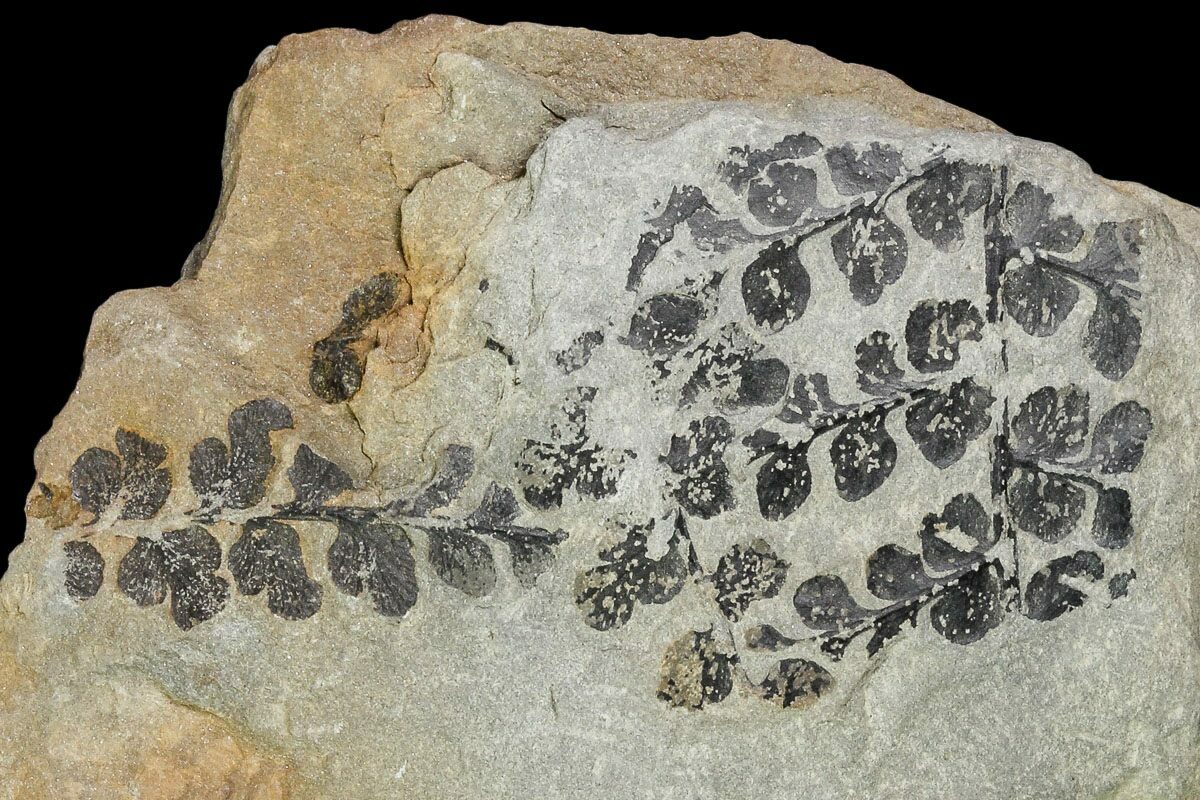 Pennsylvanian Fossil Fern (Sphenopteris) Plate Kentucky For Sale