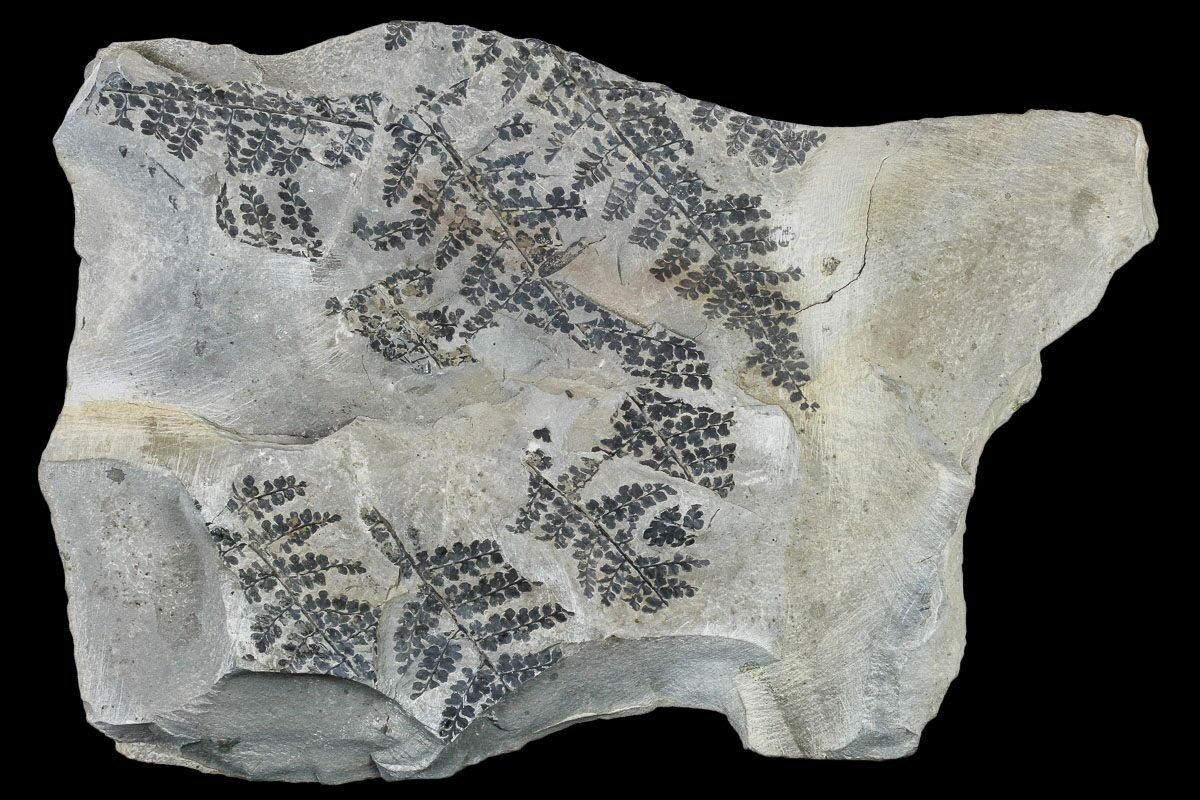 14.8" Pennsylvanian Fossil Fern (Sphenopteris) Plate Kentucky For