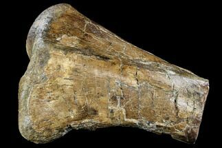 Partial Hadrosaur (Edmontosaurus) Tibia - South Dakota #113066