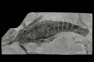 Very Rare, Silurian Eurypterid (Errettopterus) Fossil - Scotland #113107