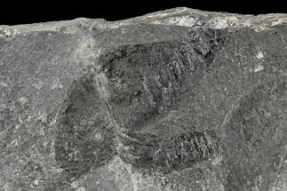 Two Rare Silurian Phyllocarid (Ceratiocaris) Fossils - Scotland #113115