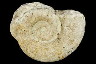 Jurassic Ammonite (Lytoceras) Fossil #113145