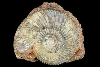 Jurassic Ammonite (Parkinsonia) Fossil - Germany #113146