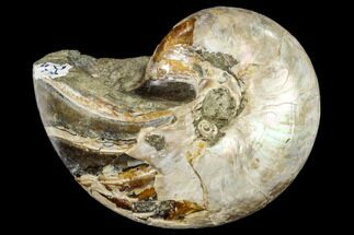 Cretaceous Nautilus (Cymatoceras) Fossil - Madagascar #113149