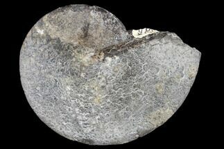 Cretaceous Ammonite (Sphenodiscus) Fossil #113160