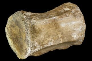 Ornithopod Dinosaur (Thescelosaurus) Tail Vertebra - Montana #113167