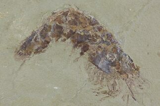 Fossil Shrimp (Aenigmacaris) Plate - Bear Gulch Limestone #113185