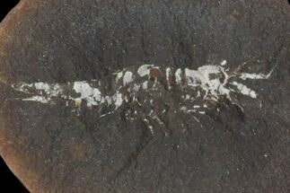 Fossil Shrimp (Belotelson) Nodule (Pos/Neg) - Mazon Creek #113231