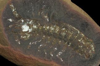 Fossil Syncarid Shrimp (Acanthotelson) - Mazon Creek #113239