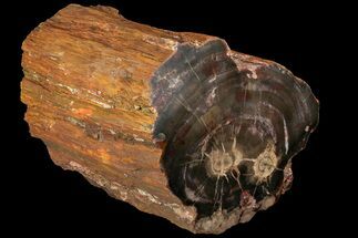 Triassic Petrified Wood (Araucaria) Log - Circle Cliffs, Utah #113280