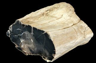 Polished Petrified Wood Log - Arizona #113284