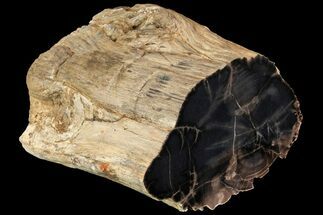 Tall Polished Petrified Wood Log - Arizona #113285