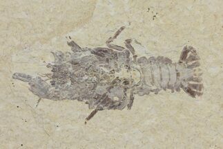 Rare, Fossil Crayfish (Procambarus) - Green River Formation #113461