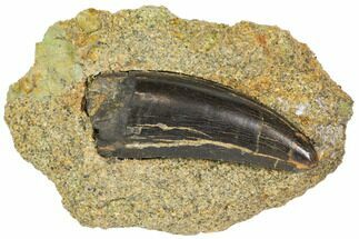 Tyrannosaur Tooth in Rock With Display Stand - Montana #113634