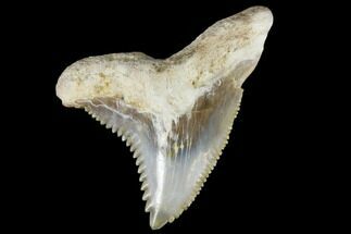 Huge, Fossil Shark Tooth (Hemipristis) - Bone Valley, Florida #113802