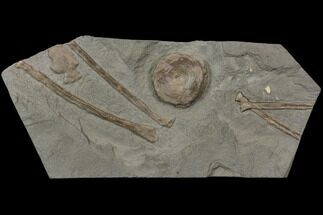 Fossil Ichthyosaur Bone Plate - Germany #114196
