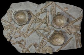 Plate Of Fossil Ichthyosaur Ribs & Vertebrae - Germany #114206