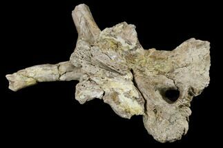 Mosasaur (Platecarpus) Parietal Bone - Kansas #114022