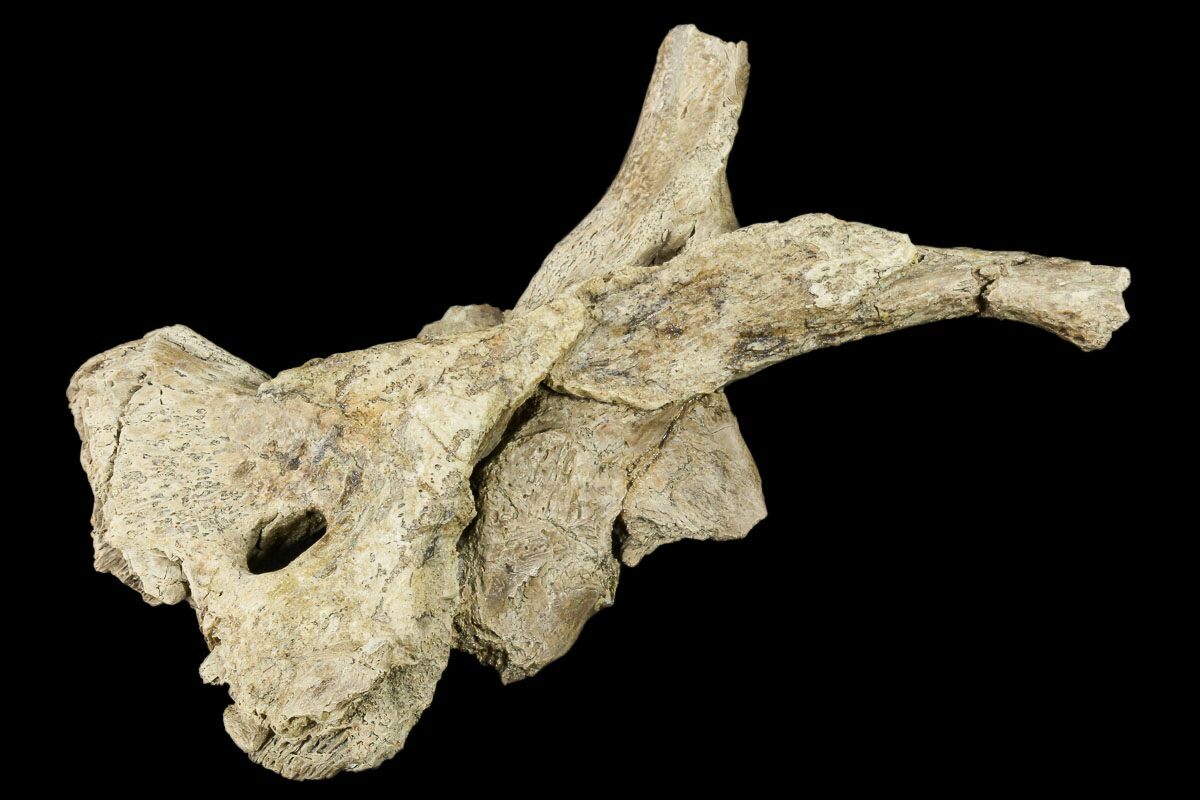 mosasaurus bone