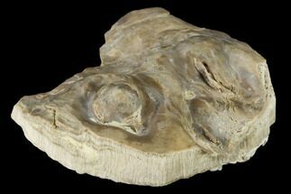 Fossil Oyster (Inocerasmus) Shell Section With Pearls - Kansas #114033