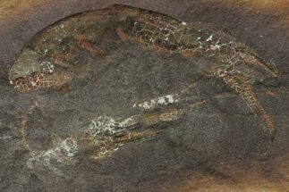 Fossil Shrimp (Belotelson) Nodule Half - Mazon Creek #113229