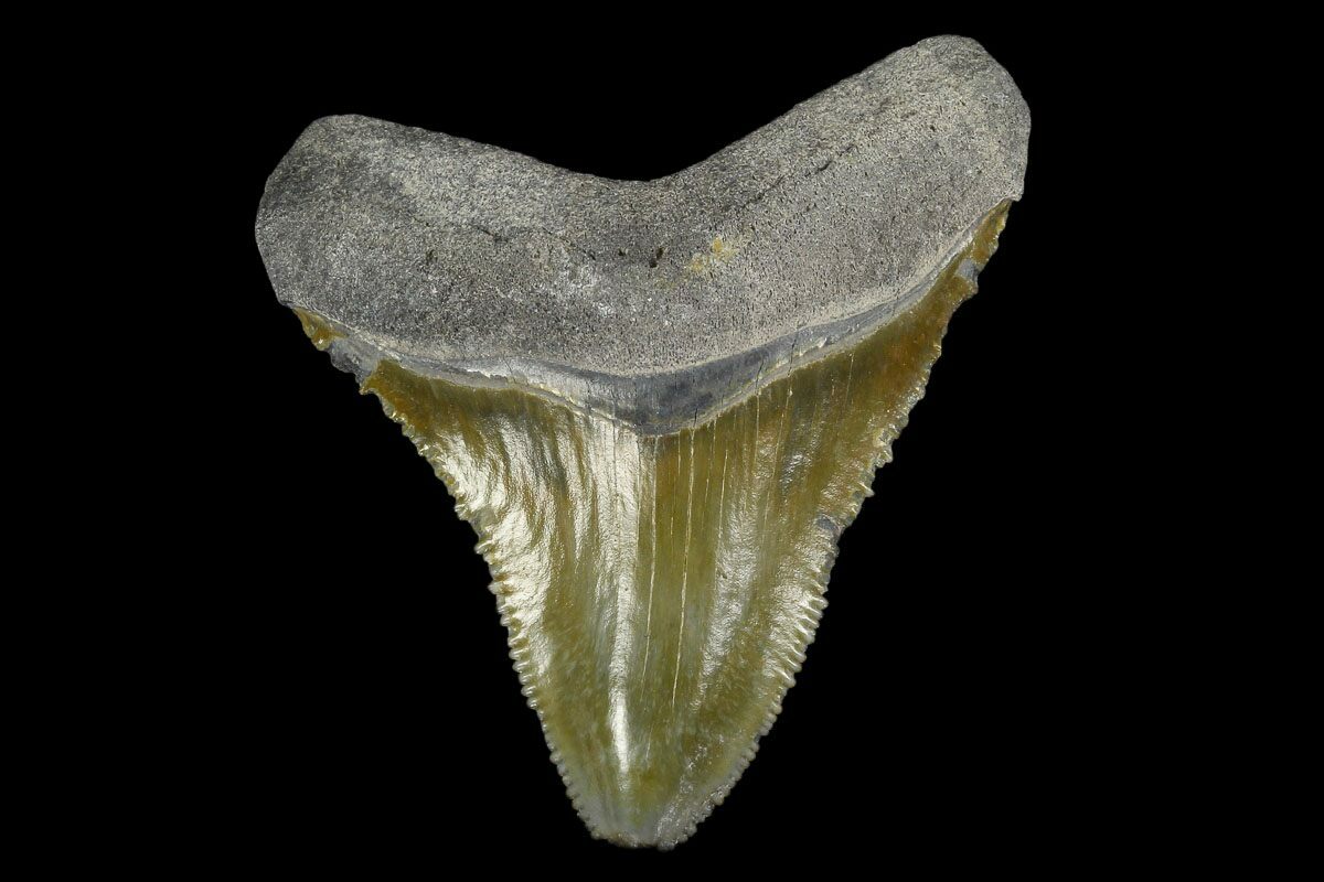98 fossil