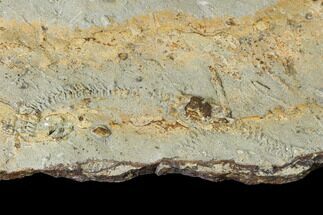 Cruziana (Fossil Trilobite Trackway) Plate - Oklahoma #114603