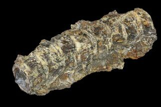 Eight Fused Cretaceous Fossil Fish Vertebrae - Kansas #114568