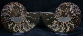 Dark Cut and Polished Ammonite Pair #8014