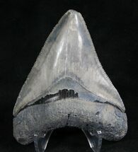 Grey Bone Valley Megalodon Tooth #8016