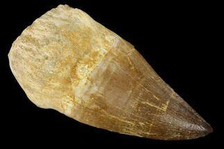 Partially Rooted Mosasaur (Prognathodon) Tooth #114487