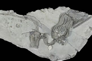 Platycrinites Crinoid Plate - Crawfordsville, Indiana #115084