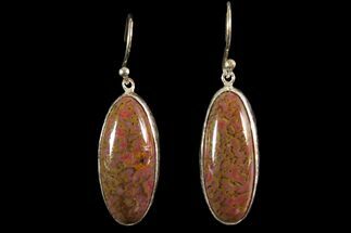 Polished Fossil Dinosaur Bone (Gembone) Earrings #115185