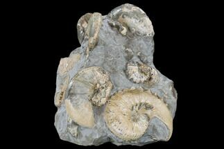 Fossil Ammonite Cluster - South Dakota #115077