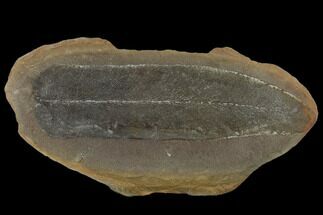 Fossil Fern (Macroneuropteris) - Illinois #114130