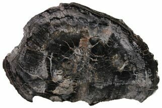 Very Rare Polished Petrified Wood (Ginkgo) Slab - Arizona #115170