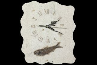 Tall Fossil Fish (Knightia) Clock - Wyoming #114328