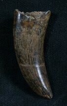 Nanotyrannus Tooth - Fine Serrations #8038