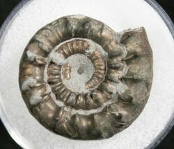 Pyrite Ammonite Bificeras - United Kingdom #8044