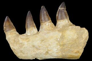Mosasaur (Prognathodon) Jaw Section - Morocco #115784