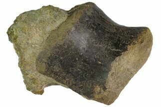 4.7" Hadrosaur (Hypacrosaur) Caudal Vertebra - Montana - Fossil #116289