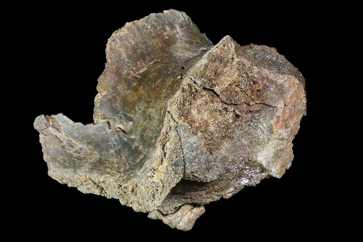 theropod fossil