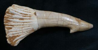 Large Onchopristis (Giant Sawfish) Tooth #8156