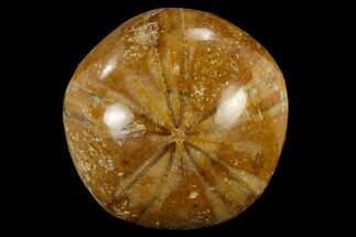 1 1/4" Polished Fossil Sand Dollars - Madagascar - Fossil #116896