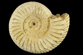 1" Perisphinctes Ammonite Fossils - Madagascar - Fossil #116902