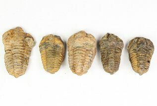 to Calymene (Colpocoryphe) Trilobite Fossils #117068