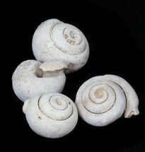 Small Snail Fossils From Morocco - Fossil #117084